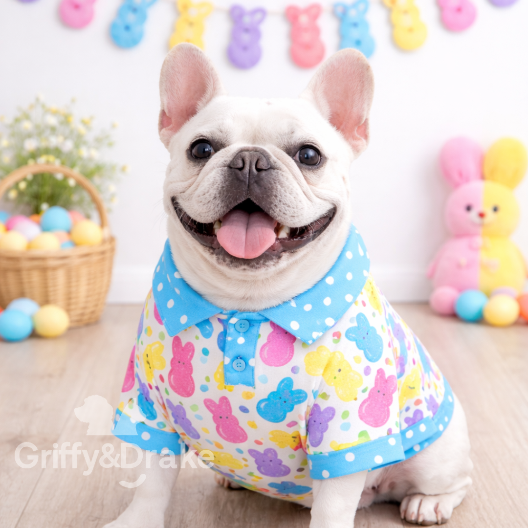 Pet Accessories